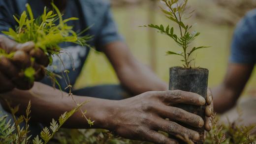 One Tree Planted